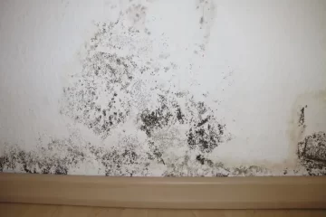 mold remediation services in Carrollton